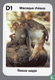 Macaque rhésus/Resus-aapje - Afbeelding 1