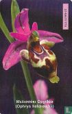 Cretan ebony orchid - Afbeelding 2