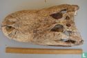 Blanke Schedel Alligator mississppiensis - Bild 1