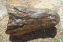 Schedel met huid Alligator mississippiensis - Image 1