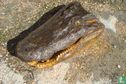 Schedel met huid Alligator mississippiensis - Image 3