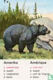 Amerika zwarte beer/Amérique ours noir - Image 1