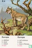 Europa lynx/Europe lynx - Afbeelding 1