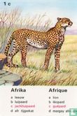 Afrika jachtluipaard/Afrique guépard - Image 1