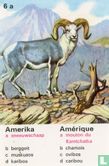 Amerika sneeuwschaap/Amérique mouton du Kamtchatka - Afbeelding 1