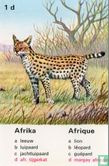 Afrikaanse tijgerkat/margay africain - Afbeelding 1