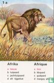 Afrika leeuw/Afrique lion - Afbeelding 1