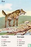 Europa wolf/Europe loup - Afbeelding 1