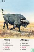 Afrika buffels/Afrique buffle - Afbeelding 1
