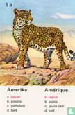 Amerika jaguar/Amérique jaguar - Image 1