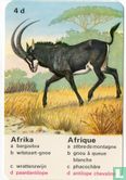 Afrika paardantilope/Afrique antilope chevaline - Bild 1