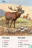 Europa edelhert/Europe cerf commun - Bild 1