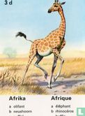 Afrika giraffe - Afbeelding 1