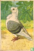 Ringduif / Pigeon cravate - Afbeelding 1