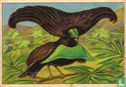 Violetkelige paradijsvogel - Image 1