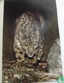 Tracking the Elusive Snow Leopard - Bild 1
