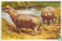 Dwergnijlpaard - Image 1