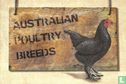 Australian Poultry Breeds - Image 1