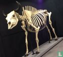 Amerikaanse bizon Stier skelet  - Bild 3