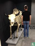 Amerikaanse bizon Stier skelet  - Bild 2