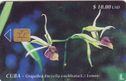 Orchids - Image 1