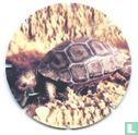 Galapagos Schildpad - Bild 1