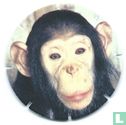 Bleekgezichtchimpansee - Afbeelding 1
