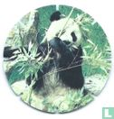 Reuze Panda - Afbeelding 1