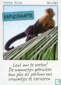 Costa Rica - Kapucijnaapje - Afbeelding 1
