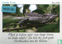 Costa Rica - Basilisk - Bild 1