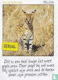 Zuid-Afrika - Serval - Bild 1