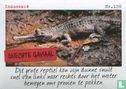Indonesië - Onechte gaviaal - Bild 1
