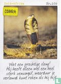 Zuid-Afrika - Cobra - Afbeelding 1