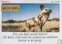 Zambia - Wilde hond  - Image 1