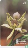 Orchid - Afbeelding 1