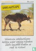 Zuid-Afrika - Sabelantilope - Afbeelding 1