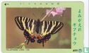 Gifu Butterfly - "Refreshing" - Bild 1
