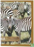 Zebra - Image 1
