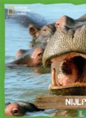 Nijlpaard - Image 1