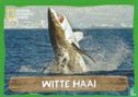 Witte Haai - Afbeelding 1