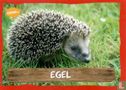 Egel - Image 1