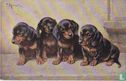 Rottweiler pups - Image 1
