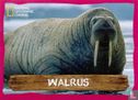 Walrus - Image 1