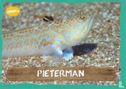 Pieterman - Image 1