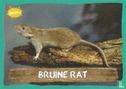 Bruine Rat - Image 1