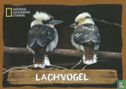 Lachvogel - Image 1
