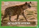 Gevlekte Hyena - Bild 1