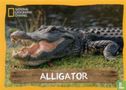 Alligator - Bild 1