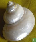 Turbo Marmoratus Pearlized shell ( Parelmoer) 