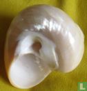 Turbo Marmoratus Pearlized shell ( Parelmoer) 